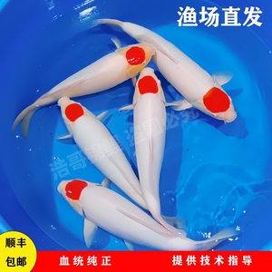 锦鲤活体日本精品纯种进口大小型丹顶鸿运当头一点红招财观赏鱼苗