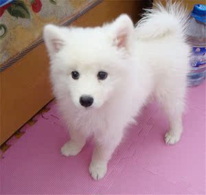 宠物狗活体 银狐犬纯种日本白色小型犬幼犬家养 狐狸狗家庭犬