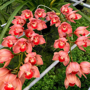 梦境 品种 大花蕙兰苗大花惠兰苗兰花苗包邮带原盆带土蕙兰盆栽