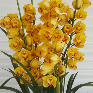 金光 大叶宽叶标准型大花蕙兰 黄色大花蕙兰 兰花苗带原盆 花卉