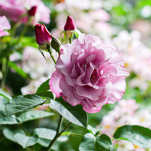 迪奥香水月季 戴尔巴德灌木大花切花浓香盆栽四季开花抗病勤花