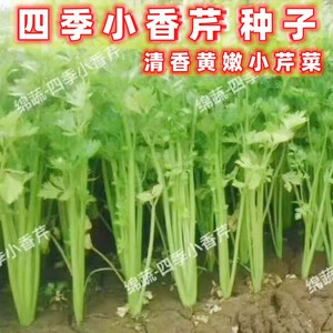 小香芹种子四季黄嫩小青芹菜西芹种籽脆嫩四川春夏秋季田园蔬菜孑