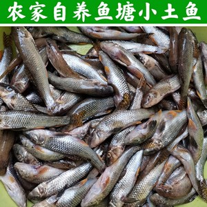 湖北宜昌农家自养小土鱼新鲜小麻鱼下酒菜下饭菜淡水小鱼现杀2斤
