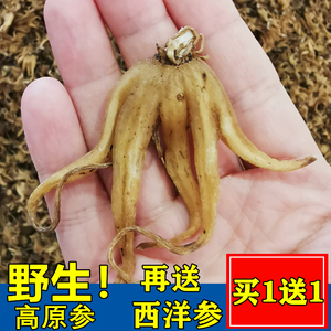 特级西藏野生手掌参正品佛手参阴阳草五指参中药材药酒官方旗舰店
