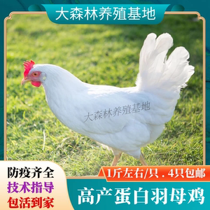 高产蛋白羽鸡活苗白来航鸡苗白壳蛋鸡活苗土鸡苗白公鸡活体白毛鸡