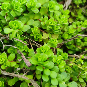 贵州野菜凹叶景天石板菜石板还阳石雀还阳岩板菜九月寒中草药现挖