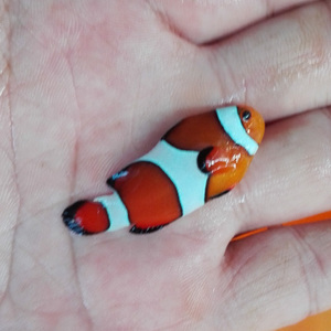 人工公子小丑鱼  奥黑  红小丑 双带海水缸活体观赏鱼
