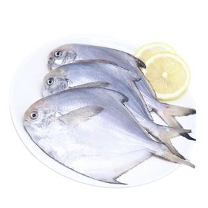 东海冷冻银鲳鱼小白昌新鲜鲜活5斤一箱25条左右近可包邮