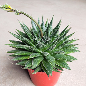 防辐射多肉植物大型波露绿植花卉清新肉肉组合夽餐办公室桌面盆栽