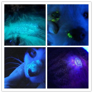 伍德氏灯宠物医院用皮肤病真菌猫癣狗癣荧光白癜风动物检测灯包邮