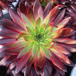 孔雀锦法师惊鸿稀有品种多肉植物室内阳台创意组合花卉绿植盆栽