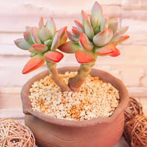 芒果美人多肉植物老桩大颗好养稀有品种精品贵货肉肉盆景大株包邮