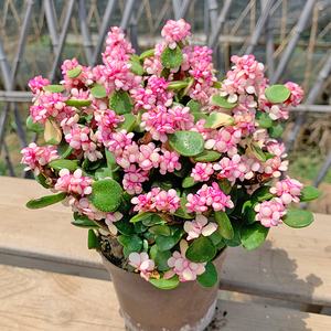 金枝玉叶盆栽多肉植物室内盆栽开花多肉绿植花卉肉肉雅乐之舞好养