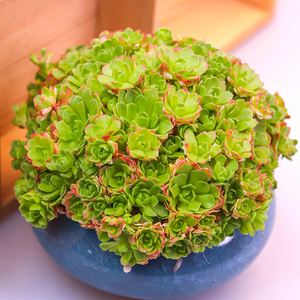 小野玫瑰多肉植物大群生稀有品种肉肉花卉盆栽易爆盆开花特价包邮