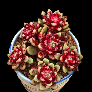 回声 血燕 血莺 雪燕 血斑多肉植物盆栽 云南稀有精品可爱萌肉肉