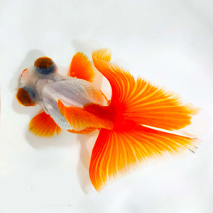 熊猫蝶尾金鱼精品反翘十二红活鱼观赏鱼冷水小中型鱼苗淡水好养