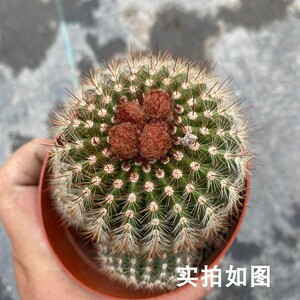 【七总】多肉,南国玉,单头大颗稀有开花防辐射仙人球仙人掌好养