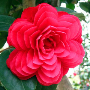 茶花苗【六角大红】山茶花盆栽盆景绿植物花卉观花庭院阳台四季开