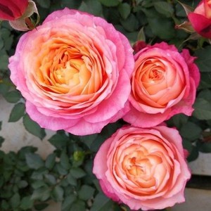 大花美人玫瑰月季室内外树苗绿植物开花阳台庭院四季盆栽浓香花卉