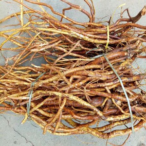 【七指毛桃根野生】七指毛桃根野生品牌,价格 - 阿里巴巴