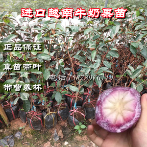 越南牛奶果树苗进口嫁接乳源榕 金星苹果南北方盆栽种植当年结果