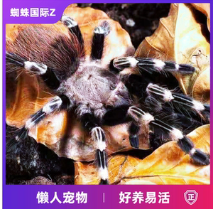 巴西白间红尾新手蜘蛛宠物活体蜘蛛颜色漂亮观赏!