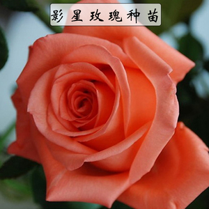 云南昆明斗南花卉玫瑰种苗月季花苗盆栽花卉艳粉种苗影星玫瑰花苗