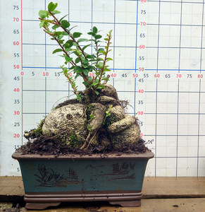 长圆叶深红树萝卜盆栽 吊金钟灯笼花 球根新奇植物盆景佛根杜鹃图片