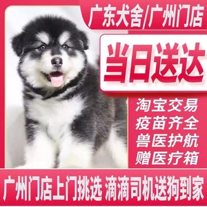 【广州犬舍】纯种阿拉斯加犬幼犬巨型灰桃红棕阿拉斯加雪橇犬家养