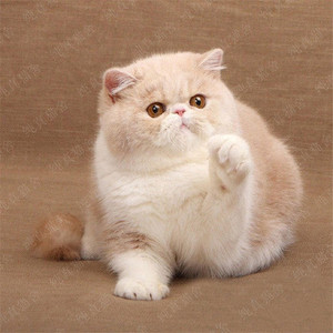 加菲猫活体异短幼猫 纯种 异国短毛猫红白色净梵宠物猫网红红小胖