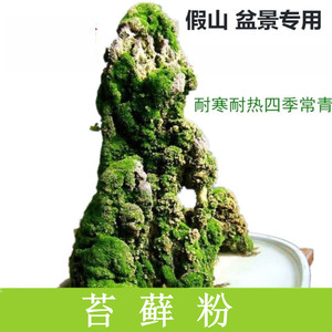 上水石吸水石盆景盆栽青苔苔藓种子孢子粉微景观鲜活植物种籽铺面