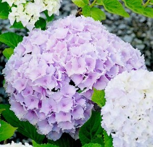 【菁农园艺】大花绣球魔幻海洋水晶绒球阳台盆栽绿植花卉庭院