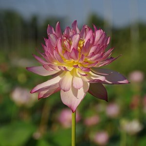 【大唐芙蓉】周劲松水生培植物微型碗莲盆栽荷花种藕块根非四季