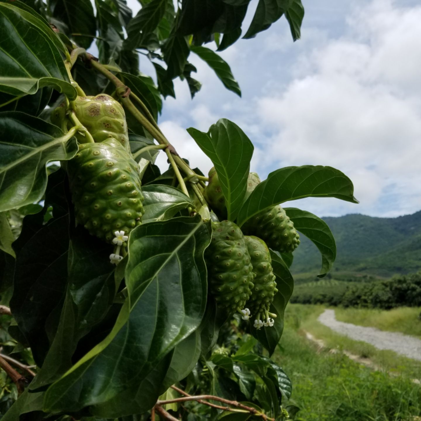 新鲜海南诺丽果青果大溪地诺尼果鲜果现摘现发海巴戟水果酵素原料