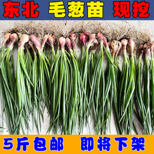 毛葱东北包邮小新鲜