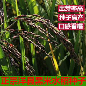 黑米水稻种子