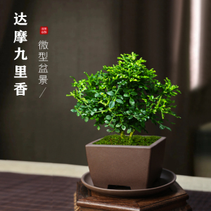 达摩九里香盆栽台湾进口小叶九里香盆景桌面禅意微盆景好养绿植