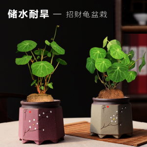 招财龟植物山乌龟盆栽金不换盆景桌面爬藤绿植趣味小盆栽招财植物