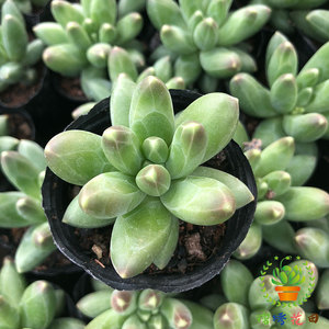 多肉植物千代田之松肉肉植物办公室阳 防辐射净化空气 绿植小盆栽