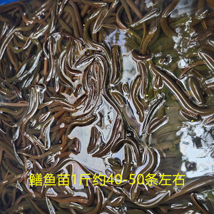 鳝鱼苗鲜活野生优质鱼苗长鱼鲫鱼黄鳝鱼可食用大鳝鱼包活一斤包邮