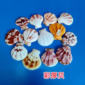 天然贝壳海螺彩色厚扇贝鱼缸水族造景装饰