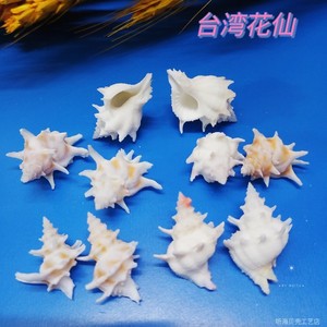 台湾花仙螺天然海螺贝壳稀有标本收藏鱼缸造景小豆丁替换壳