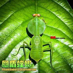 现货圆盾螳螂活体宠物昆虫活体宠物昆虫宽菱背螳螂盾螳办公室宠物