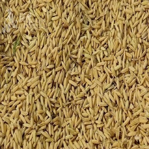 广西农家常规水稻谷 种子 百香米 长粒香米 桂糯米稻种可留种包邮