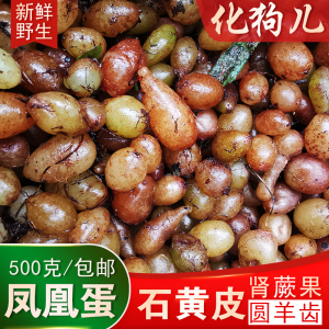 广西野生石黄皮马骝卵新鲜现摘圆羊齿凤凰蛋肾蕨化狗儿蜈蚣草包邮