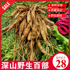 纯野生百部广西现挖新鲜百部正品中药材百部条根500克包邮虱子药