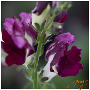金鱼草 黑夜白昼 暗红色 10粒 切花庭院植物室内盆栽花卉