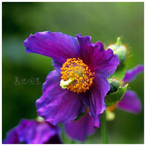 【紫色皇竹草子种】紫色皇竹草子种品牌,价格 - 阿里巴巴