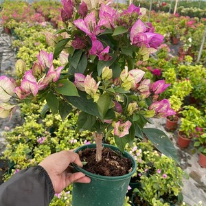 小饼love520淘宝末代皇后绿叶子勒杜鹃三角梅室内外爬藤带小勤四季