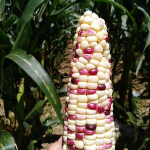 恩施高山新鲜花糯玉米紫白带壳2023小白糯苞谷富硒农家自种5斤